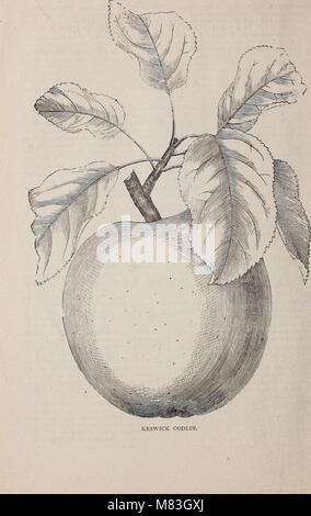 Crouse Brothers' descriptive catalogue - fruits, ornamental trees, shrubs, roses, etc (1879) (20092022353) Stock Photo
