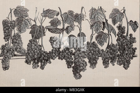 Crouse Brothers' descriptive catalogue - fruits, ornamental trees, shrubs, roses, etc (1879) (20092031893) Stock Photo
