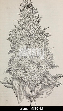 Crouse Brothers' descriptive catalogue - fruits, ornamental trees, shrubs, roses, etc (1879) (20092046963) Stock Photo