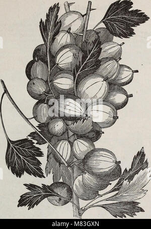 Crouse Brothers' descriptive catalogue - fruits, ornamental trees, shrubs, roses, etc (1879) (20712977105) Stock Photo