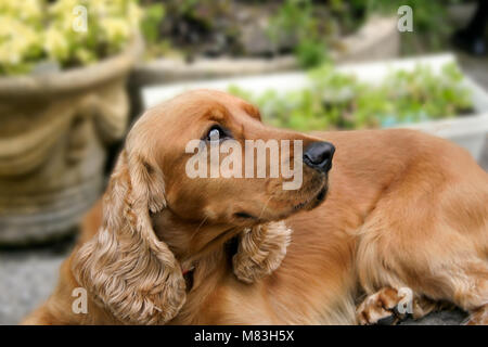 An attentive golden spaniel lying down Stock Photo