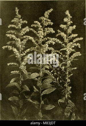 Picture of This comprehensive horticultural encyclopedia offers guidance on the ...