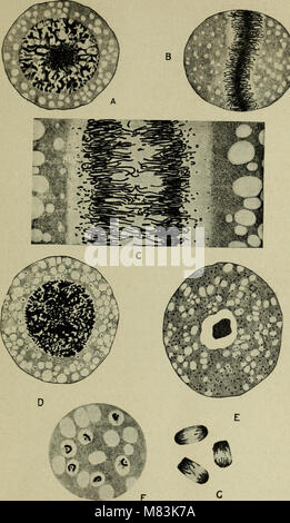 Cytology, with special reference to the metazoan nucleus (1920) (20207380703) Stock Photo