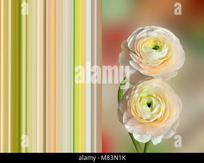 Two delicate pale-pink ranunculus flowers close up - spring postcard concept with complementing striped background Stock Photo