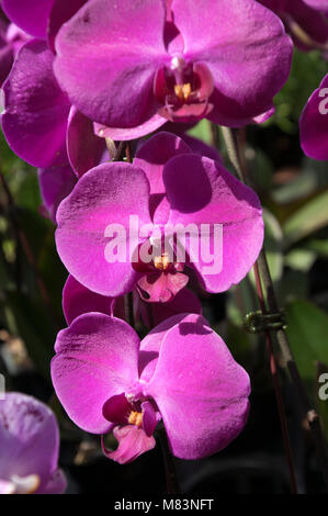 Sydney Australia, flowering bright purple moth orchid Stock Photo