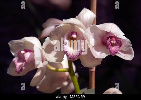 Sydney Australia, cream/pink orchid stem in botanical gardens Stock Photo