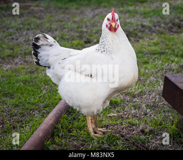 Side view White Sussex hen in farmyard garden foraging for insects and seeds Stock Photo