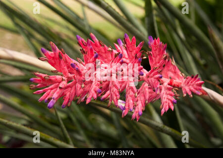 Sydney Australia, Brazilian vase plant pink flower Stock Photo