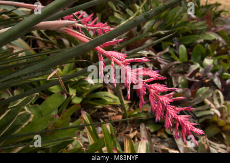 Sydney Australia, hanging spike of pink Bromeliad flower Stock Photo