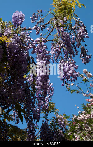 Sydney Australia, Wisteria flowers against blue sky Stock Photo