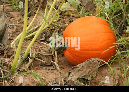 Pumpkin in the field ready for picking Stock Photo