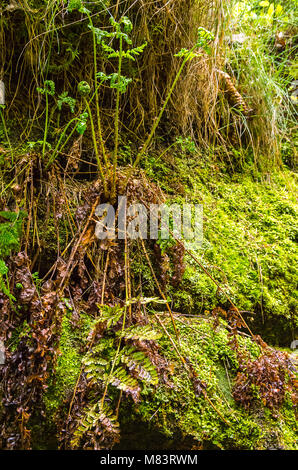 Ferns and other vegetation in the Prachov Rocks (Prachovske Skaly), Bohemian Paradise, Cesky Raj, Czech Republic. Stock Photo