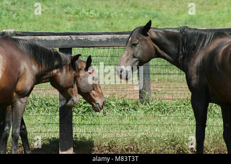 Three horses near a fence Stock Photo