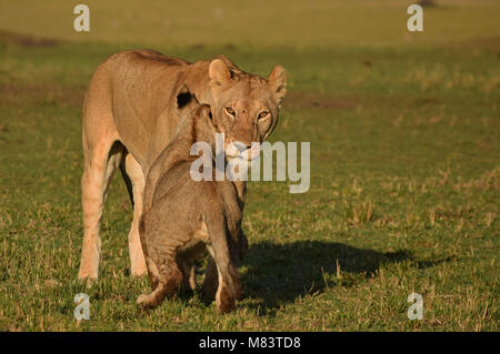 Lions - Mom and cub affection in Maasai Mara, Kenya Stock Photo
