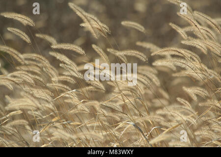 Foxtail weeds in autumn background Stock Photo