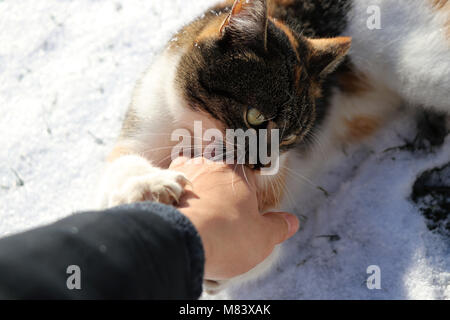 A coloured cat playing with hand on the grond in winter Stock Photo