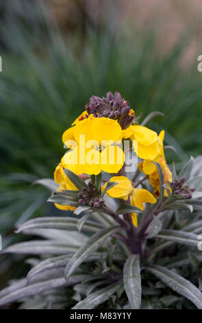 Erysimum 'Walbertons Fragrant Sunshine' flowers. Stock Photo