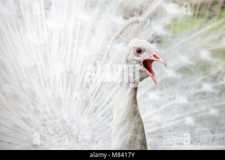 White peacock showing off his colorful tail fully opened and screaming Stock Photo
