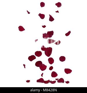 Red rose petals fly down Stock Vector