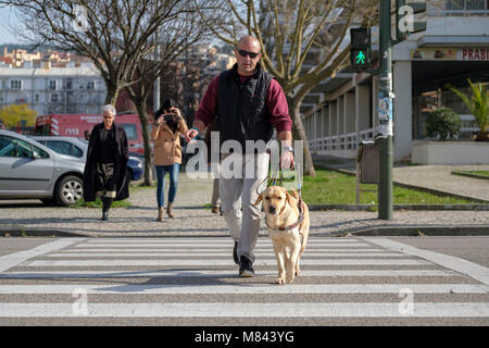 Blind person with guide dog crossing the road on a crosswalk Stock Photo