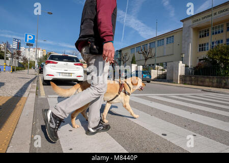 Blind person with guide dog crossing the road on the crosswalk Stock Photo