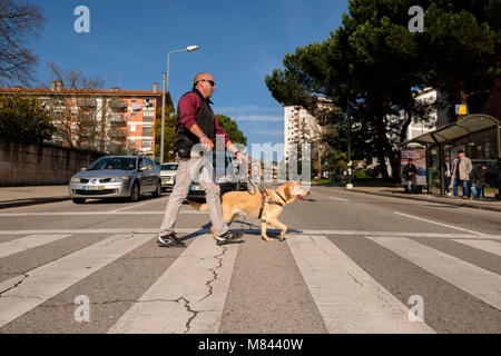 Blind person with guide dog crossing the road on the crosswalk Stock Photo