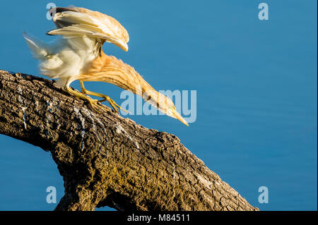 Juvenile squacco heron performing acrobatics on a branch in the water at Parc natural régional de la Brenne Stock Photo