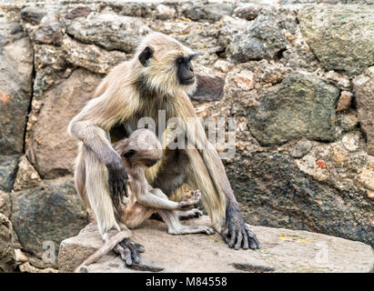 Gray langur monkeys at Daulatabad Fort in India Stock Photo