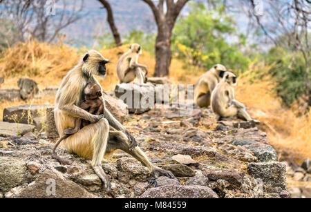 Gray langur monkeys at Daulatabad Fort in India Stock Photo