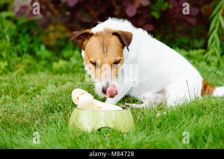 Dog looking at rawhide bone and licking its nose Stock Photo