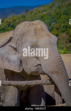 Close up of huge sad elephant behind of a wooden fence in the elephant Jungle Sanctuary in Chiang Mai, in a blurred nature background Stock Photo