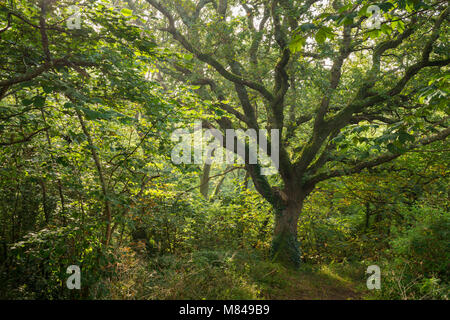 Mature oak tree in verdant deciduous woodland, St Issey, Cornwall, England. Summer (August) 2017.