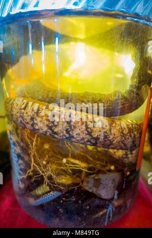 Close up of a snake inside of whiskey flask, prepared by locals on an island off the coast of Laos, at the Golden Triangle Special Economic Zone Chinatown Stock Photo