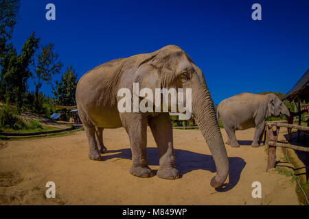 CHIANG RAI, THAILAND - FEBRUARY 01, 2018: Front view of two beautiful huge elephants in a Jungle Sanctuary in Chiang Mai, in a gorgeous sunny day with blue sky Stock Photo