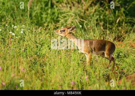 Kirk's Dik-dik - Madoqua kirkii, small cute antelope from bush of East Africa, Tsavo National Park, Kenya. Stock Photo