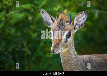 Kirk's Dik-dik - Madoqua kirkii, small cute antelope from bush of East Africa, Tsavo National Park, Kenya. Stock Photo