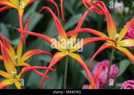 Tulip Acuminata. Extraordinary old-fashioned tulip with blood-red and yellow spear-like petals with yellow bases. Stock Photo