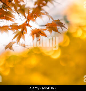 autumn leaves with sun rays, very shallow focus Stock Photo