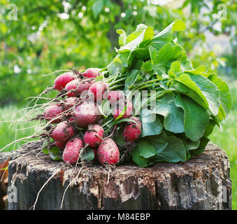 Fresh radishes two with tops on a wooden stump sunny day. Stock Photo