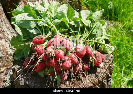 Fresh radishes two with tops on a wooden stump sunny day. Stock Photo