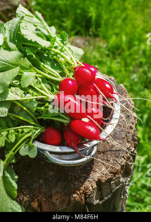 Fresh radishes two with tops on a wooden stump sunny day. Stock Photo