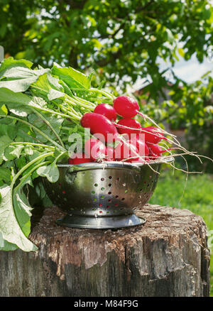 Fresh radishes two with tops on a wooden stump sunny day. Stock Photo