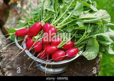 Fresh radishes two with tops on a wooden stump sunny day. Stock Photo
