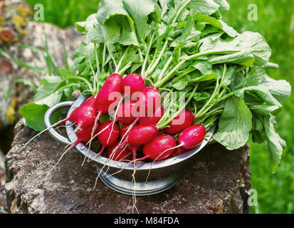Fresh radishes two with tops on a wooden stump sunny day. Stock Photo