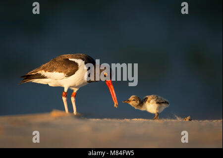 An adult American Oystercatcher feeds its tiny cute chick a piece of crab in the late evening sun on a sandy beach. Stock Photo