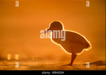 A small American Oystercatcher chick glows in the setting sun as it stands on a sandy beach. Stock Photo