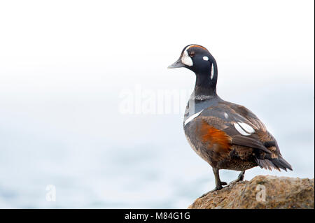 A male Harlequin Duck perched on a jetty rock with an almost solid white background on an overcast day. Stock Photo
