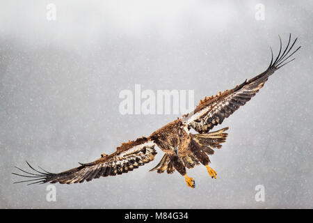 A Bald Eagle comes in to land in winter at Seedskadee National Wildlife ...