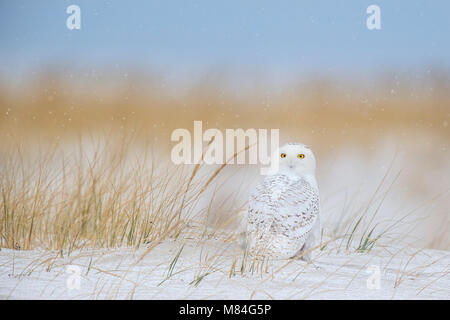 A Snowy Owl sits on the sandy beach with falling snow and brown dune grasses in the background. Stock Photo