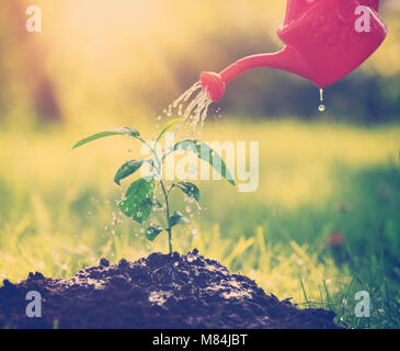 Water drops falling onto new sprout on sunny day in the garden in summer Stock Photo